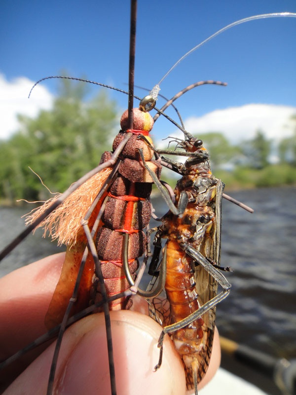 Salmonfly Fever Returns! » Yellowstone Angler