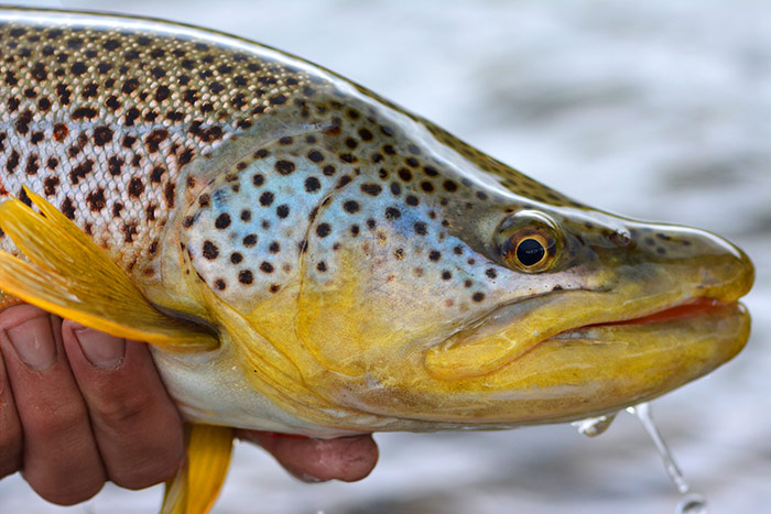 Yellowstone streamer report » Yellowstone Angler