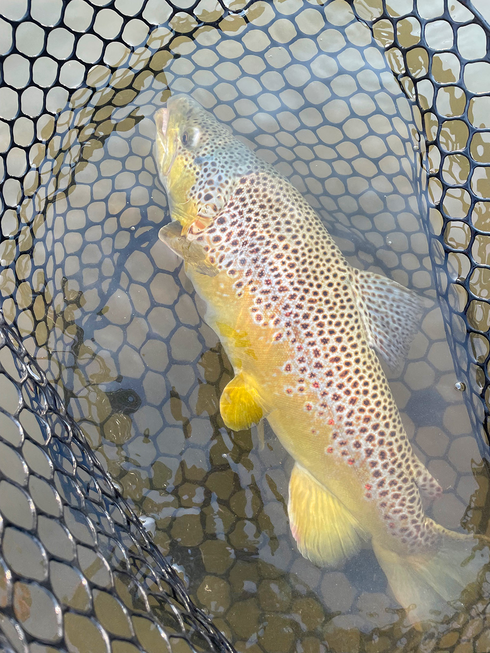 Hoot Owl Lifted on the Yellowstone » Yellowstone Angler